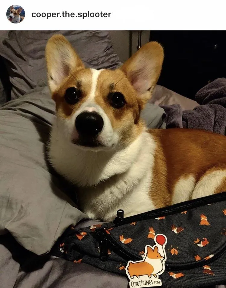 "Cool Corgis" Gray Fanny Pack