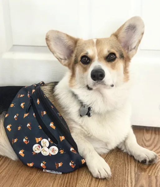 "Cool Corgis" Gray Fanny Pack